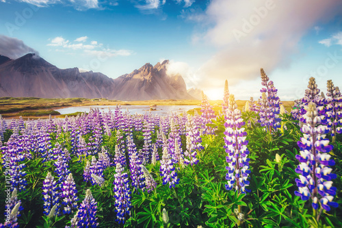 Great  view of  lupine flowers. Location place Stokksnes cape  Vestrahorn  Batman Mountain   Iceland  Europe.