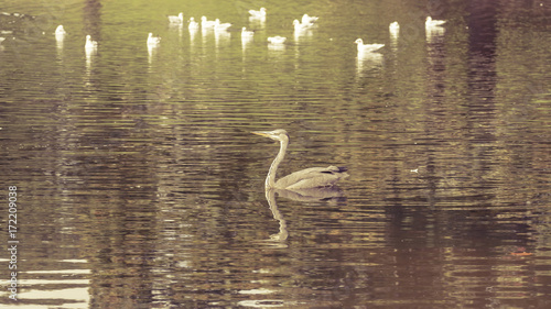 Canvas Print Heron in public park H Bird Ardeidae or Ardea cinerea, Autumn 2017