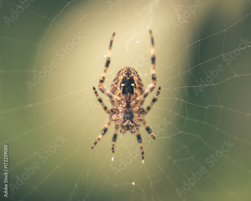 Spider on the web A Shallow Depth of Field Split Toning Macro Photography