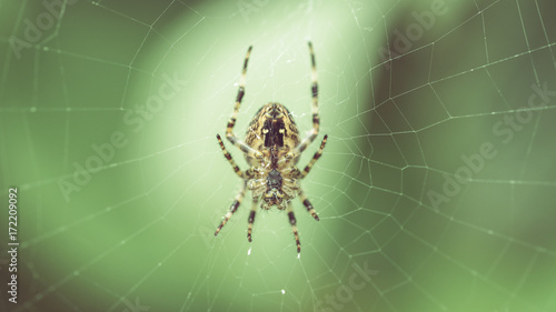 Spider on the web B Shallow Depth of Field Split Toning Macro Photography