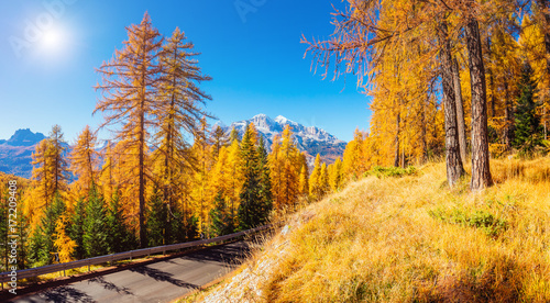 Magical yellow larches. Location place Dolomiti Alps  Cortina d Ampezzo  Italy  Europe.