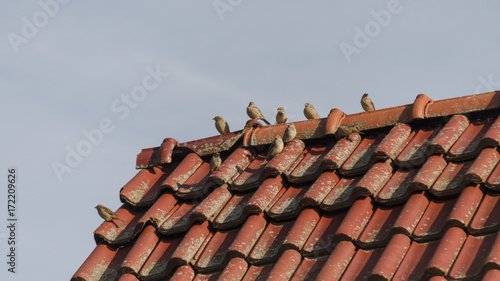 sparrows sitting on house rooftop
