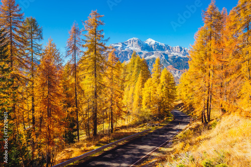 Magical yellow larches. Location place Dolomiti Alps  Cortina d Ampezzo  Italy  Europe.