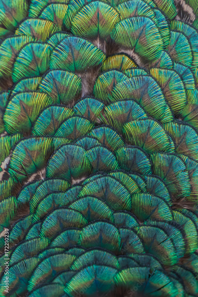 Obraz premium Turqoise ornament peacock close up feathers