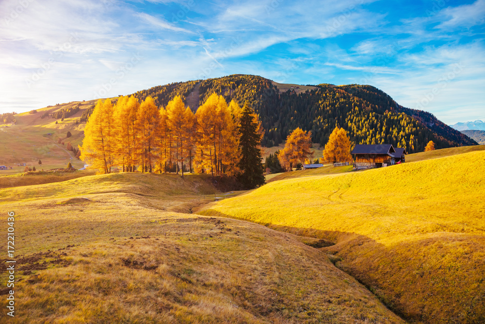 Obraz premium Lovely yellow larches in sunlight. Location place Dolomiti, Compaccio village, Alpe di Siusi, Province of Bolzano - South Tyrol, Italy, Europe.