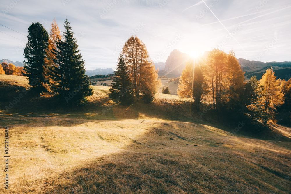 Fototapeta premium Lovely yellow larches in sunlight. Location place Dolomiti, Compaccio village, Alpe di Siusi, Province of Bolzano - South Tyrol, Italy, Europe.