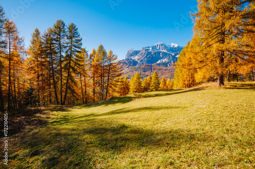 Magical yellow larches. Location place Dolomiti Alps, Cortina d'Ampezzo, Italy, Europe.