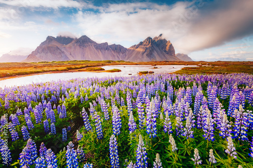 Magical lupine flowers glowing by sunlight.