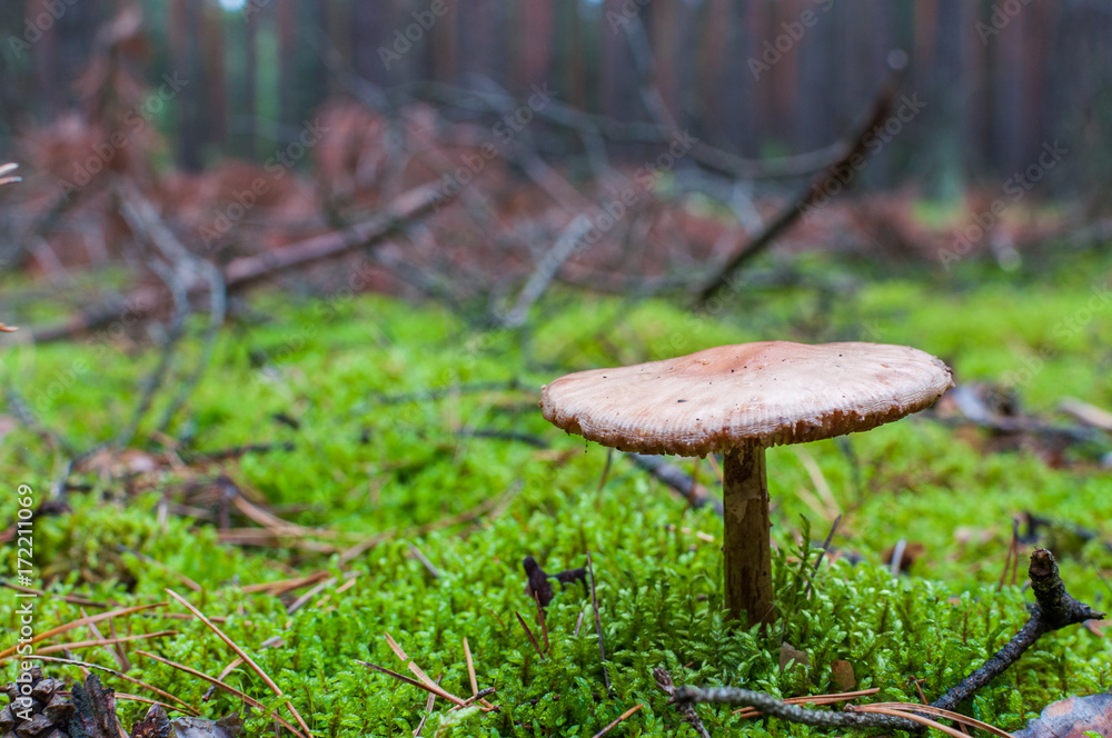Red mushrooms on green litter Red mushrooms on green litter