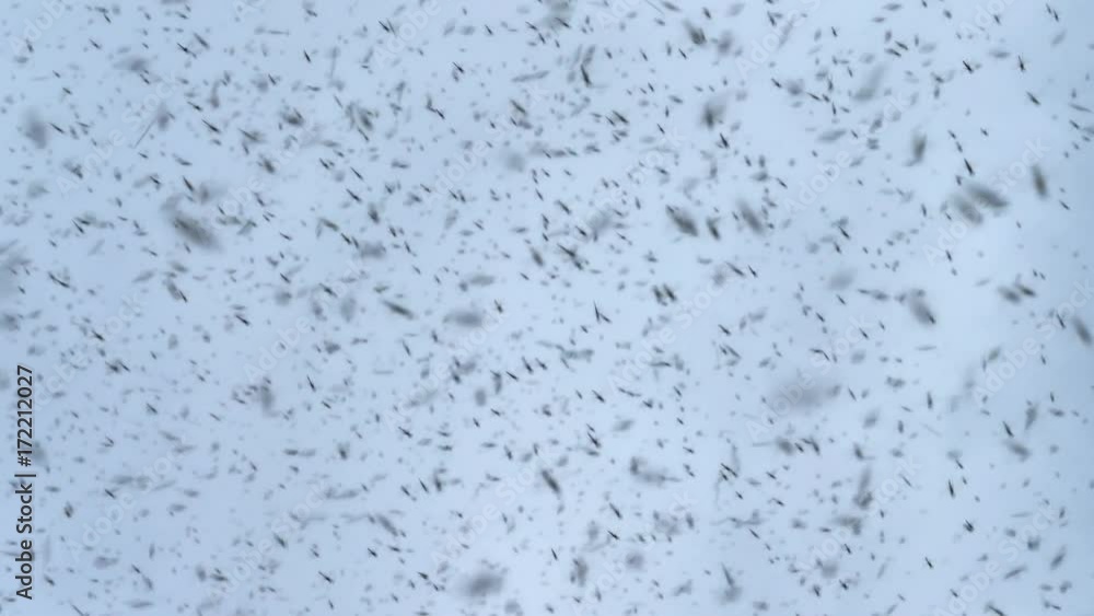 Dense bug midge insect swarm slow motion 4k Dense bug midge insect swarm slow motion 4k