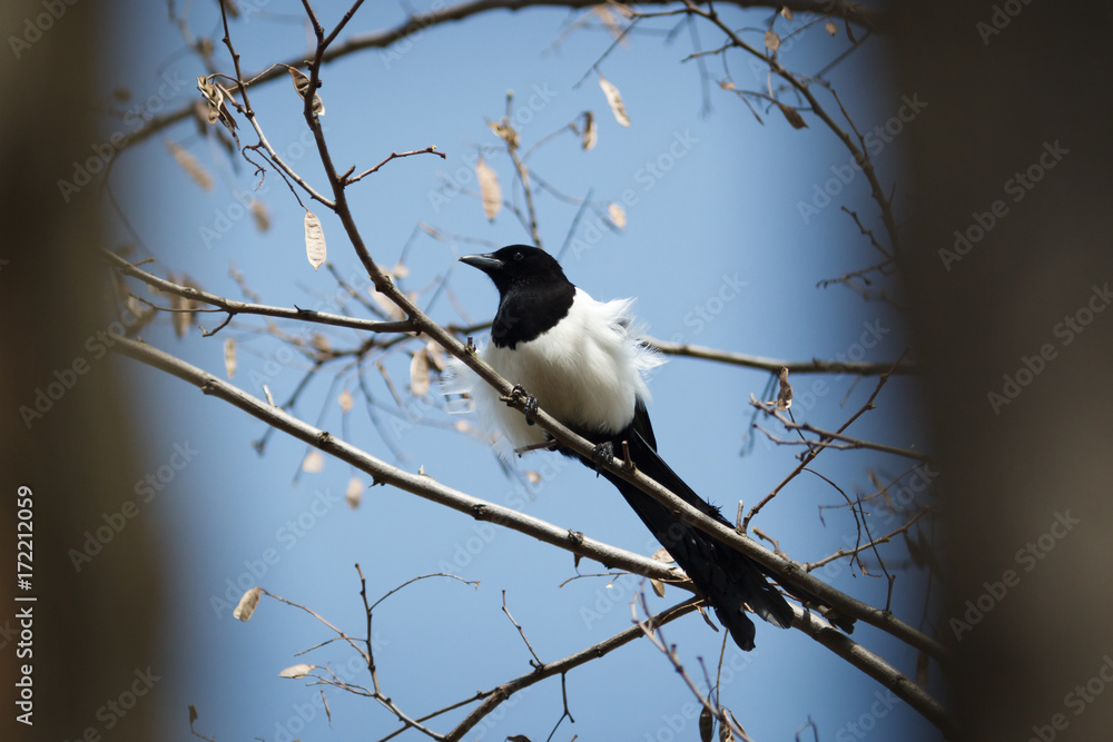 Magpie (Pica pica). Magpie (Pica pica).