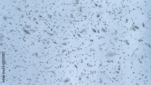 Dense bug midge insect swarm slow motion 4k