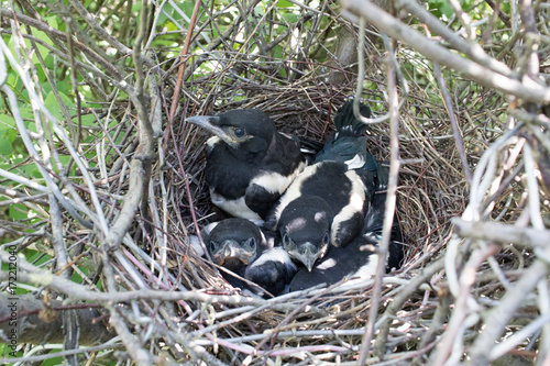 Pica pica. The nest of the Magpie
