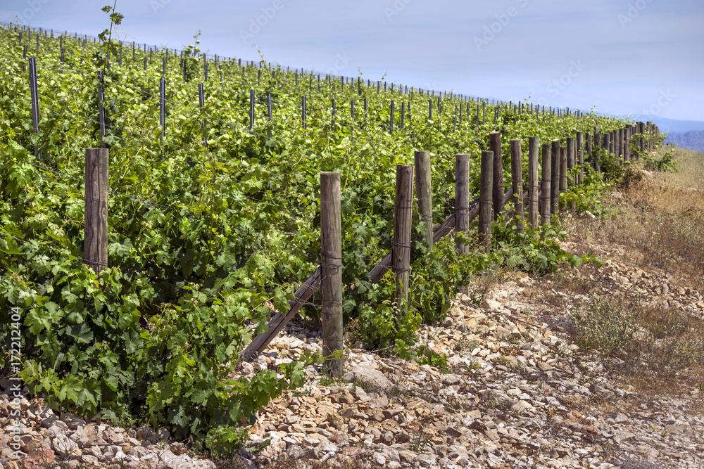 Green plantation of new vineyard on island Brac in Croatia