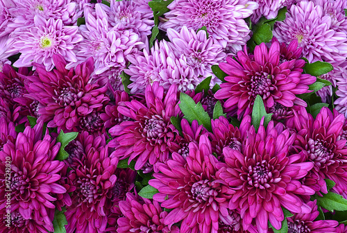 Chrysanthemum flowers as a background close up.Pink Chrysanthemums in autumn.Chrysanthemum wallpaper.Floral background.Selective focus.