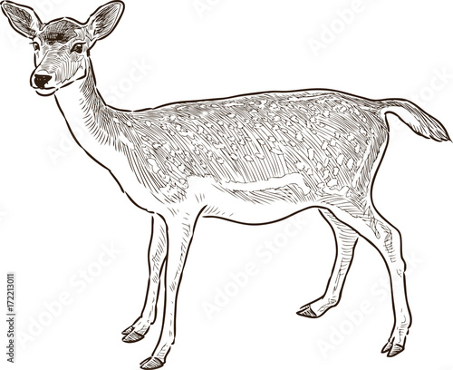 sketch of a young deer