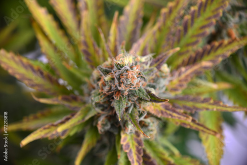 Macro detail of cannabis flower (Ruassian Doll marijuana strain) with visible hairs and leaves on late flowering stage