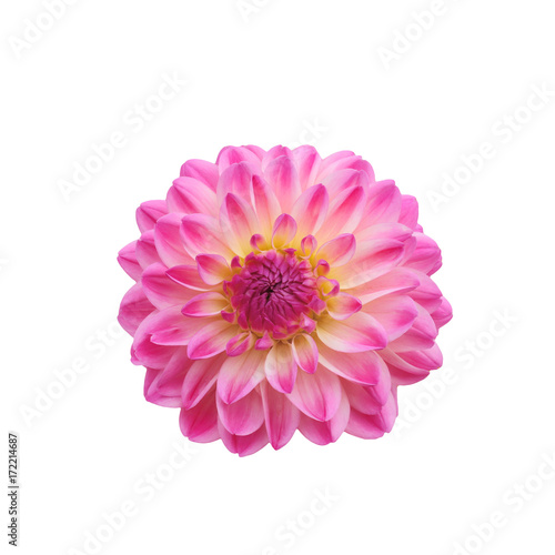  pink yellow striped head of a dahlia flower
