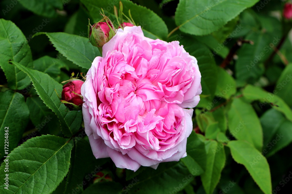Rose rose et bourgeons Rose rose et bourgeons