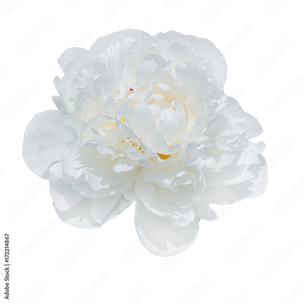Fototapeta premium pale peonies isolated on white background