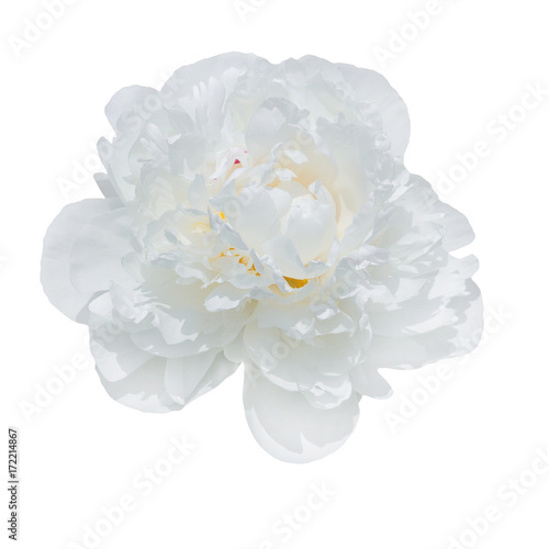  pale peonies isolated on white background