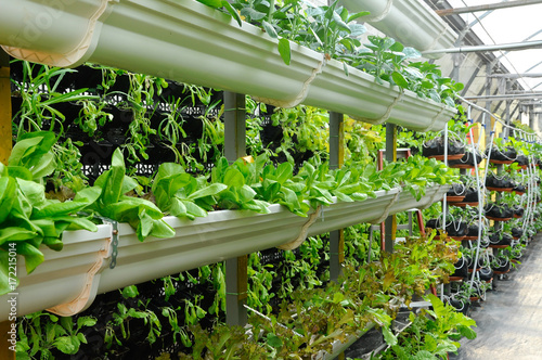 Vegetables are grown using fertigation system. Vegetables can be planted in a small space and arranged vertically. Using less soil and water mixed with fertilizer supplied by drip irrigation.
 photo