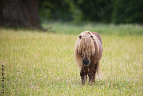 Obraz na płótnie A lonely little pony horse on pasture. w salonie