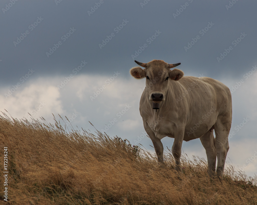 The cow on the top of the mountain looking at me with a surprised face