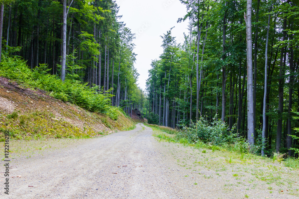 Obraz premium The road