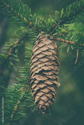 Twig on a spruce tree with ...