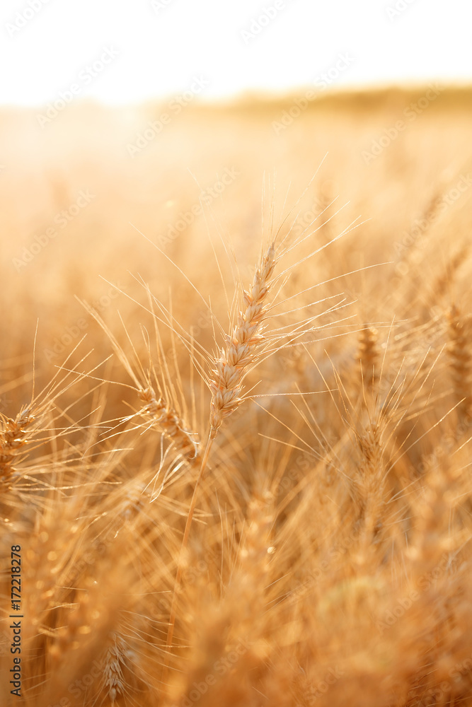 Wheat field. Ears of golden wheat close up. Rural Scenery under Shining sunset. close-up Wheat field. Ears of golden wheat close up. Rural Scenery under Shining sunset. close-up