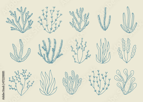 alga vector isolated set. hand drawing