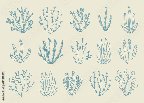 alga vector isolated set. hand drawing photo