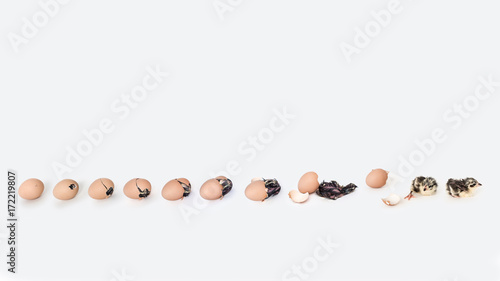 A Series Of Chicks Hatching