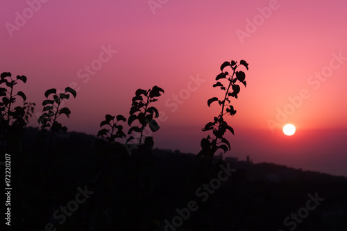 Closeup of plant silhouettes against the sunset sky