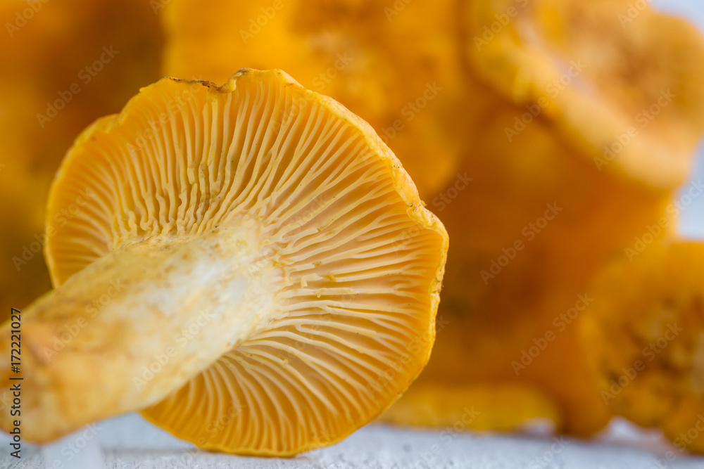 Fresh yellow mushrooms, macro Fresh yellow mushrooms, macro