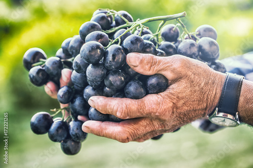 Grapes harvesting. Black or blue bunch grapes in hand old senior farmer