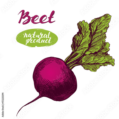 Beet vegetable . Detailed engraved. Vintage hand drawn vector illustration realistic sketch