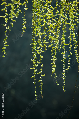 Weeping Willow