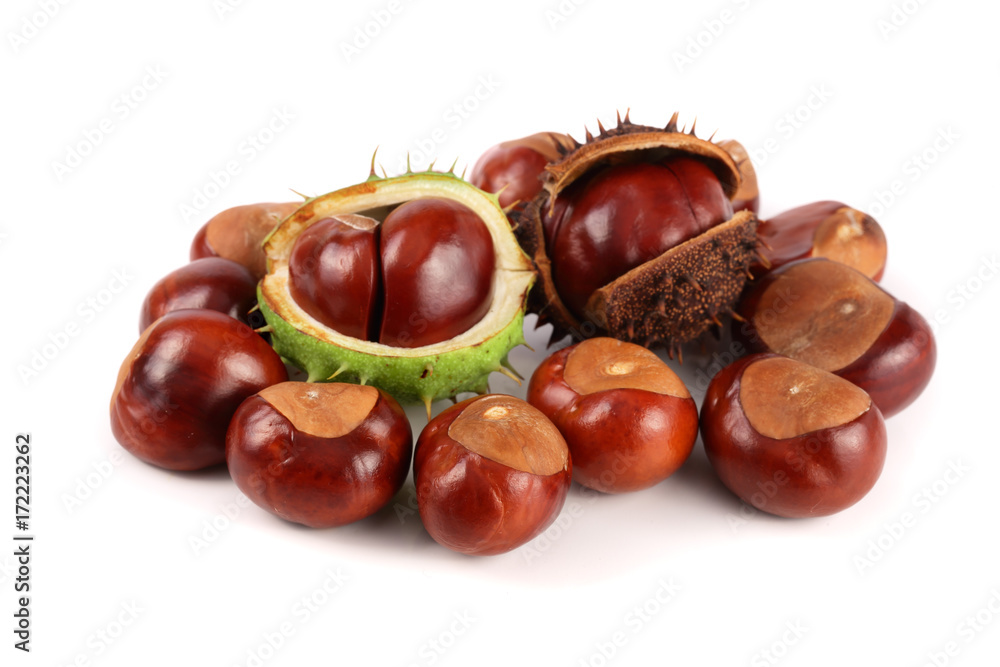 chestnut isolated on white background closeup chestnut isolated on white background closeup