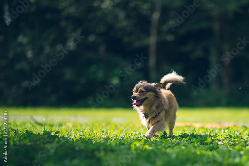 Cute Dog Pet