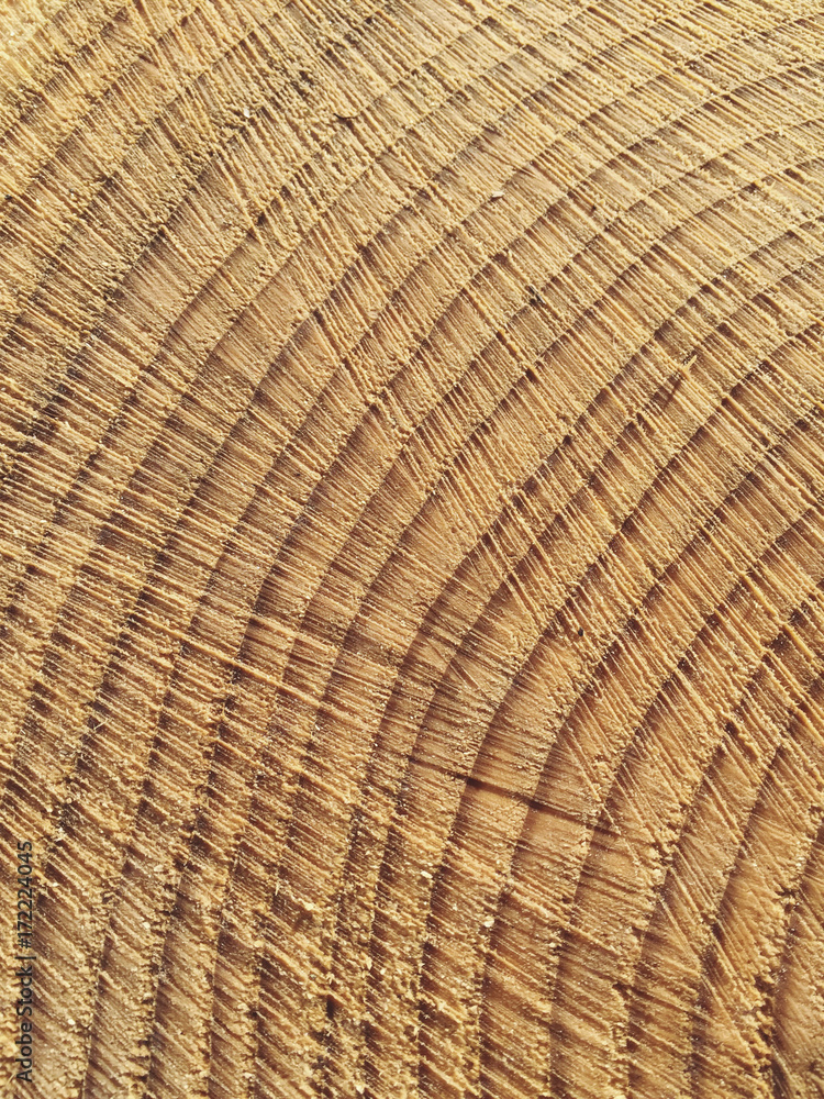 Close up cross section of cut evergreen tree, focus on tree rings Close up cross section of cut evergreen tree, focus on tree rings