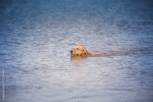 Swimming Golden © Gustavo