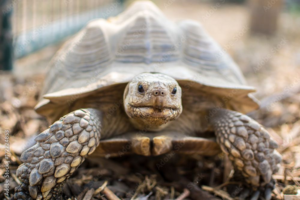 Fototapeta premium Tortoise 3