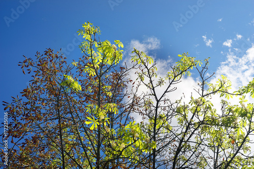 Fototapeta Naklejka Na Ścianę i Meble -  Chestnut blooms in autumn