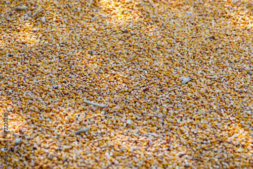corn grains heap freshly harvested photo