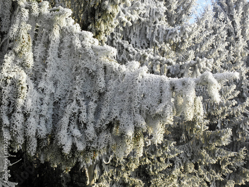 Winter in Croatian countryside,Europe,frozen details,3 photo