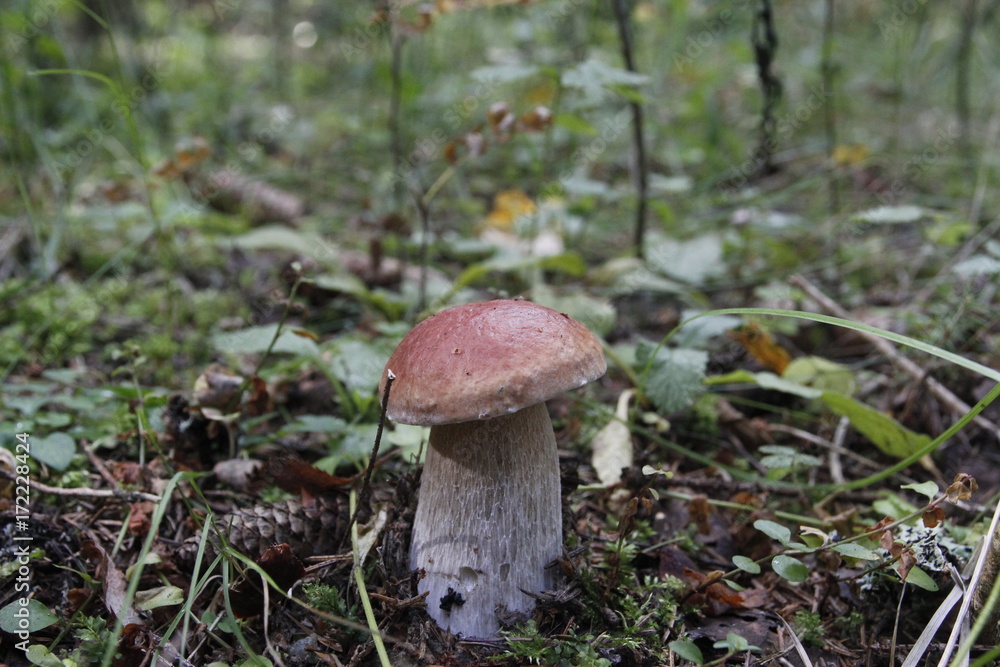 Boletus mushroom on moss in the forest Boletus mushroom on moss in the forest