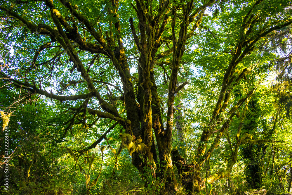 Fototapeta premium Large Moss Tree