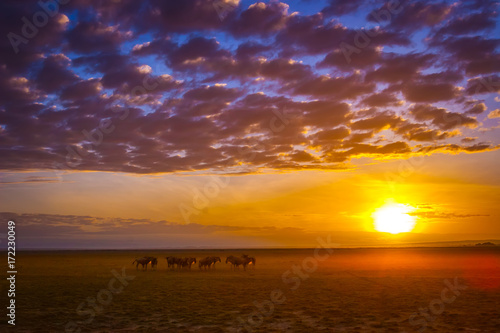 African Savannah. The foot ...
